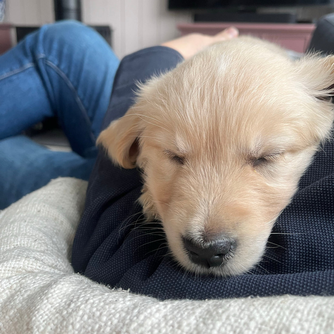 Meet the newest (and fluffiest) member of TSY!